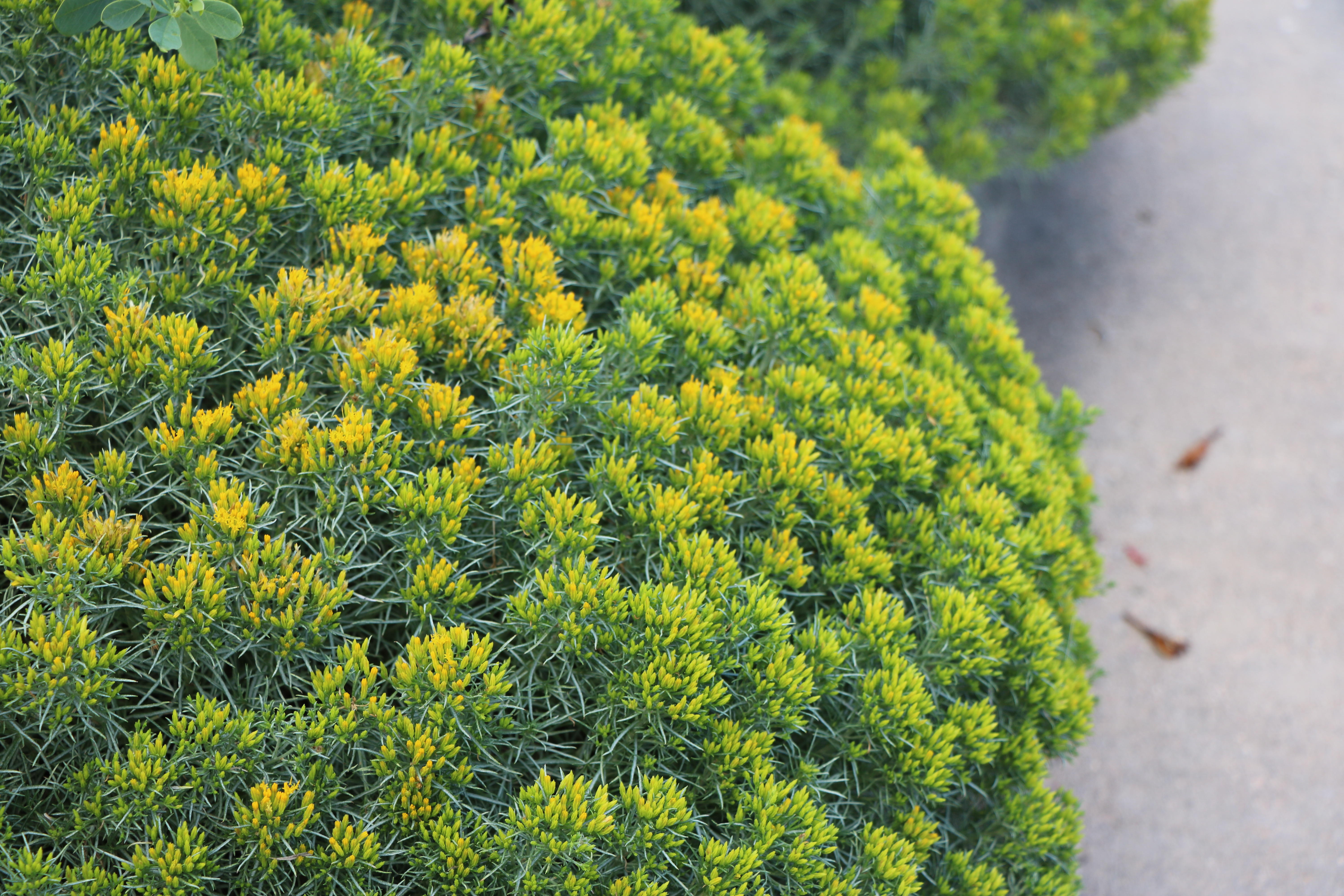 Baby blue rabbitbrush